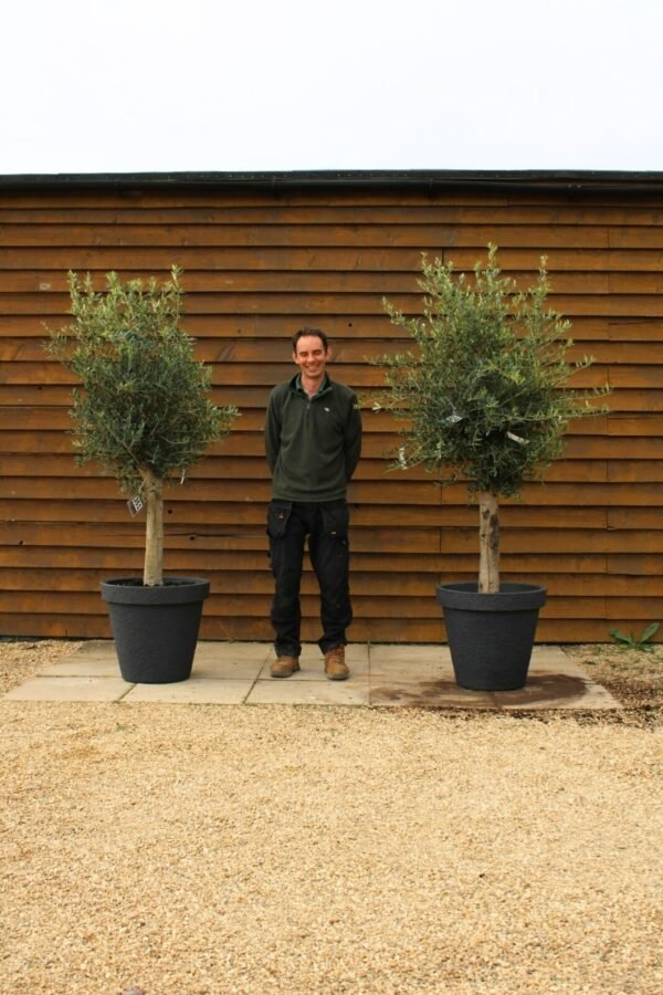 x2 Potted Screening Olive Trees 355 351 (1)