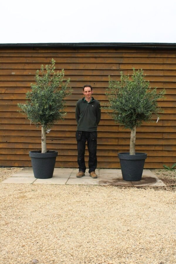 x2 Potted Screening Olive Trees 355 351 (2)