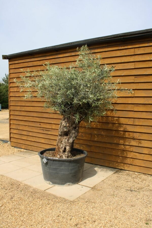 80 100 Bonsai Olive Tree 374 (3)