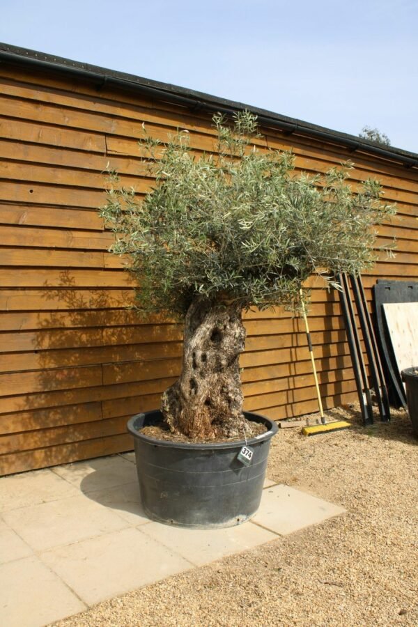 80 100 Bonsai Olive Tree 374 (4)