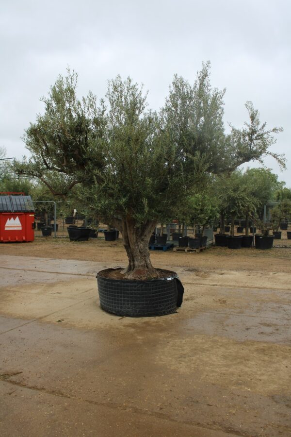 Ancient Multi Stem Olive Tree 531 (1)
