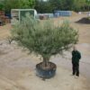 Ancient Multi Stem Olive Tree 531 (2)