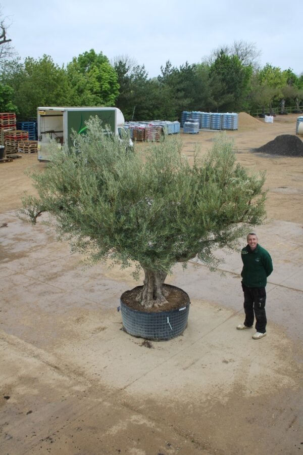 Ancient Multi Stem Olive Tree 531 (2)