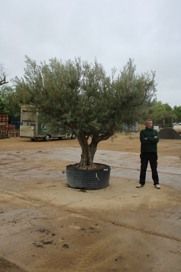 Ancient Multi Stem Olive Tree 531 (3)