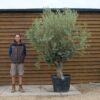 Arbequinia Olive Tree 203 (1)