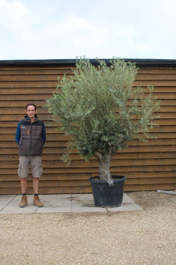 Arbequinia Olive Tree 203 (1)
