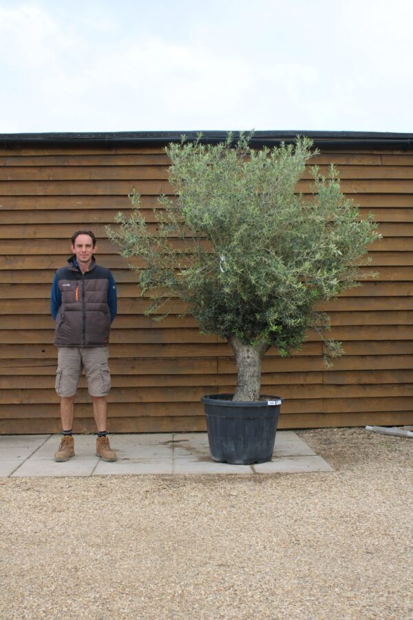 Arbequinia Olive Tree 203 (2)