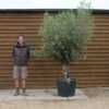 Arbequinia Olive Tree 329 (1)