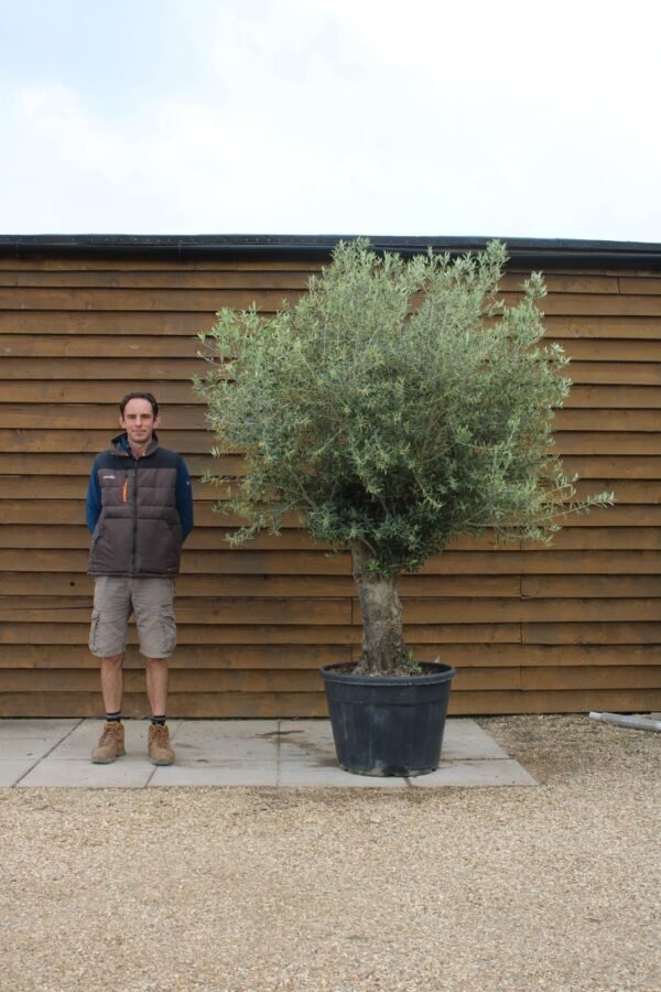 Arbequinia Olive Tree 329 (2)