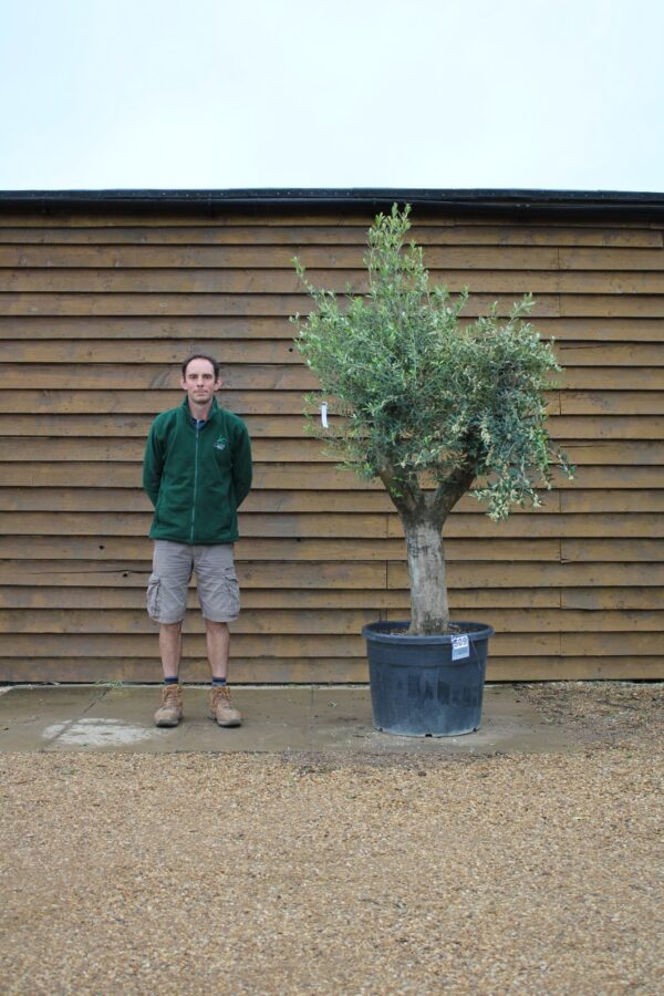 Compact Multi Stem Olive Tree 509 (1)