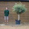 Compact Multi Stem Olive Tree 534 (1)