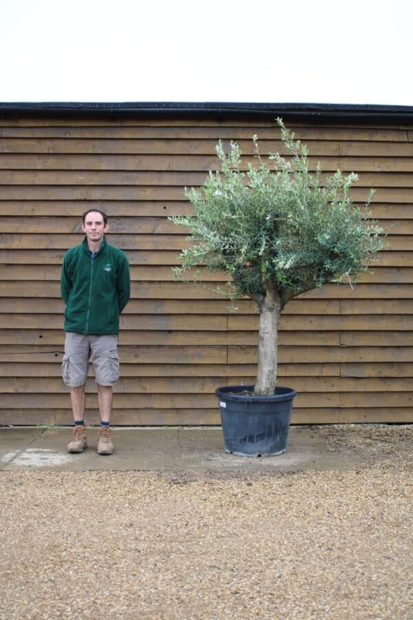 Compact Multi Stem Olive Tree 534 (1)