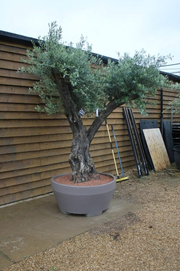 Hornachuelos Olive Tree in Deco Pot 343 (1)