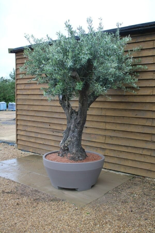 Hornachuelos Olive Tree in Deco Pot 343 (3)