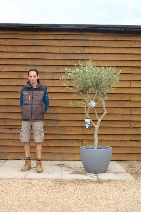 Potted 60cm Bowl olive tree 327 (1)
