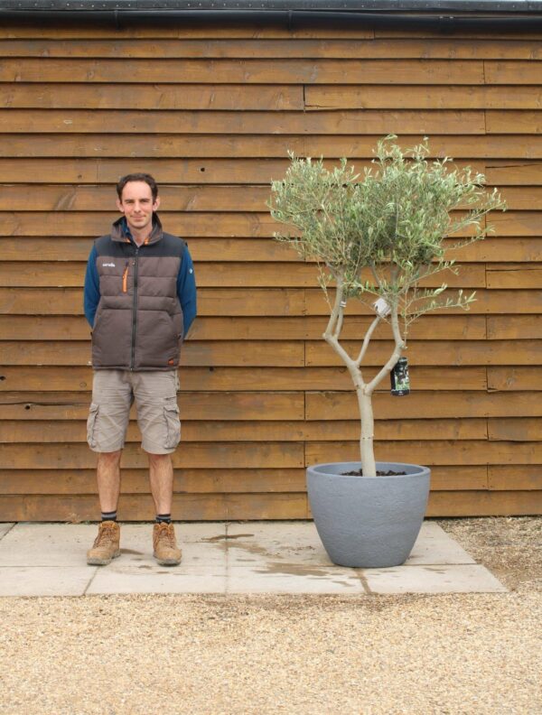 Potted 60cm Bowl olive tree 327 (2)