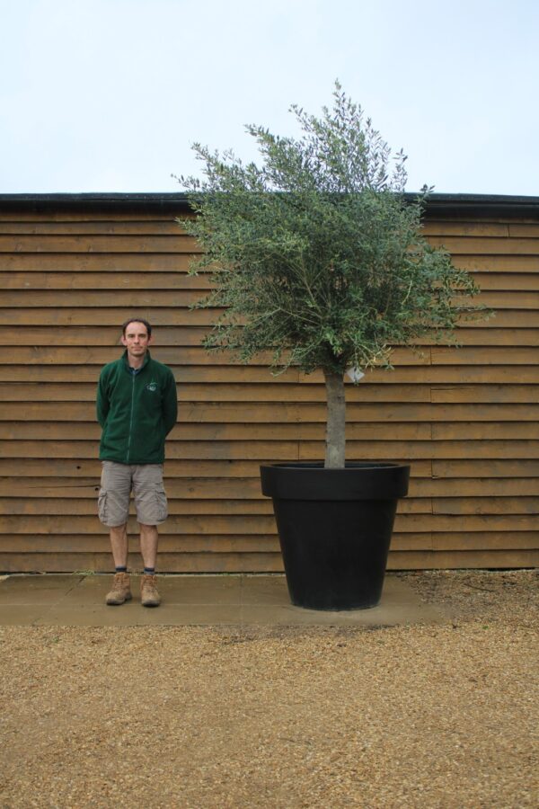 Potted Top Worked Olive Tree 233 (1)