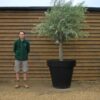 Potted Top Worked Olive Tree 233 (2)