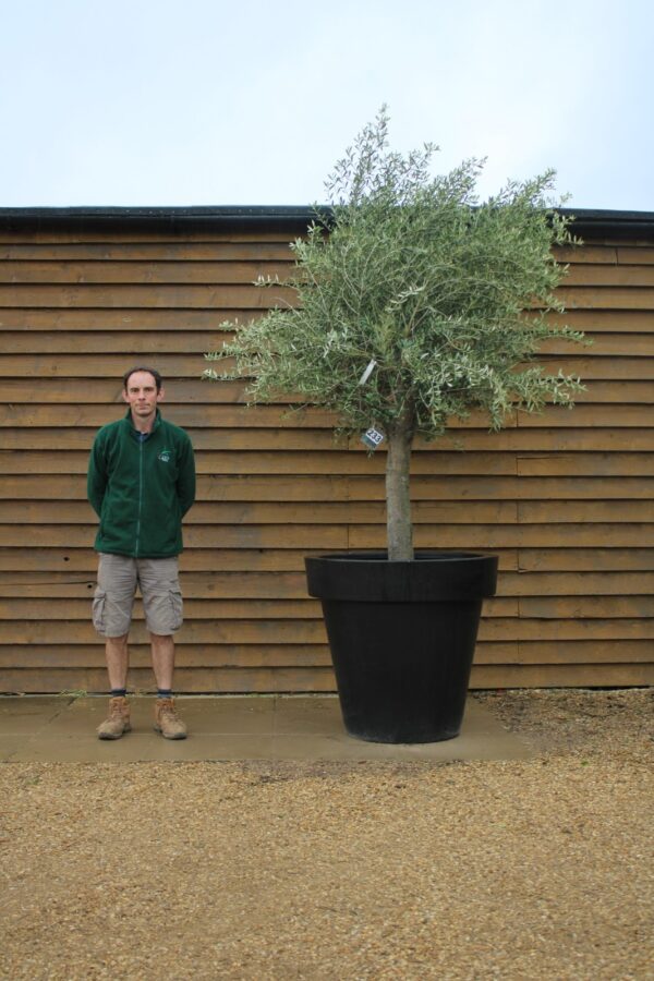Potted Top Worked Olive Tree 233 (2)
