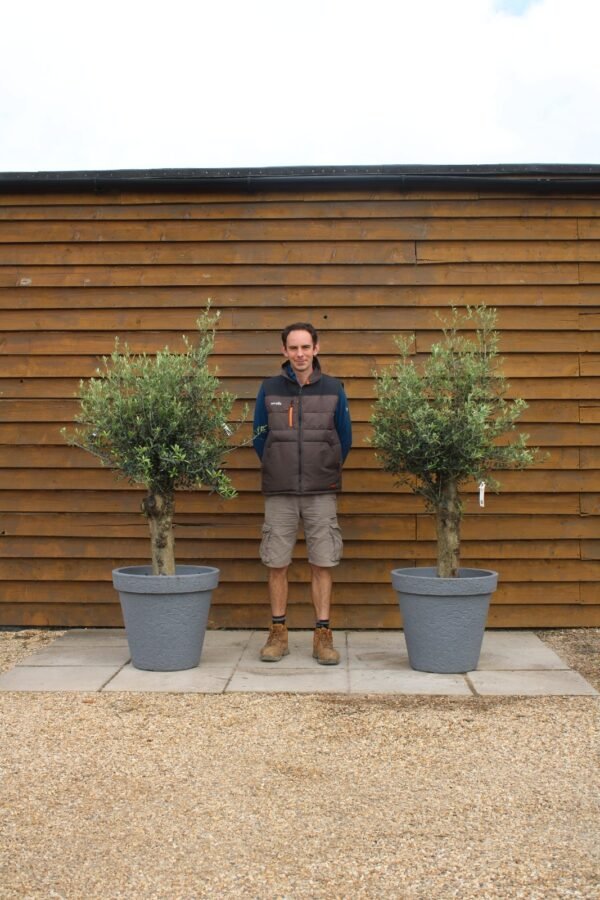 x2 Potted XL Trunk Seville Olive Trees 526 243 (1)